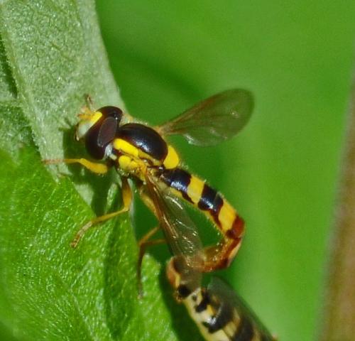 Sphaerophoria scripta